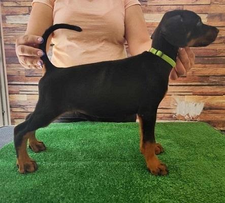 Doberman-štenci-