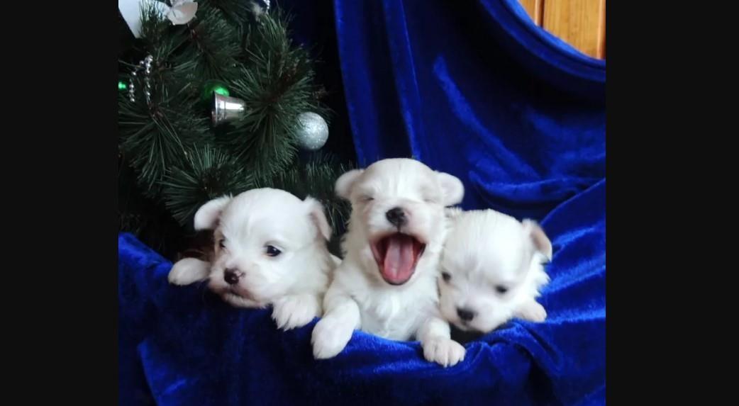 Maltezer-i-coton-de-tulear-stenci-na-prodaju