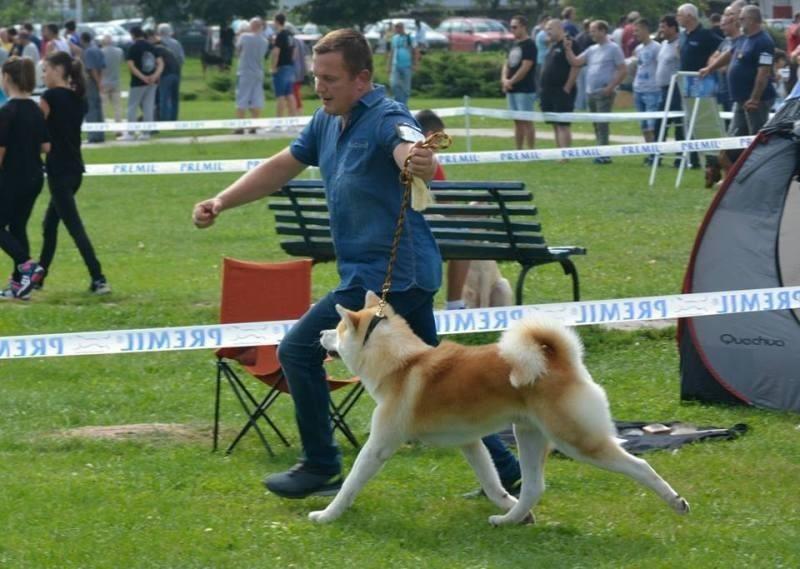 Akita-Inu