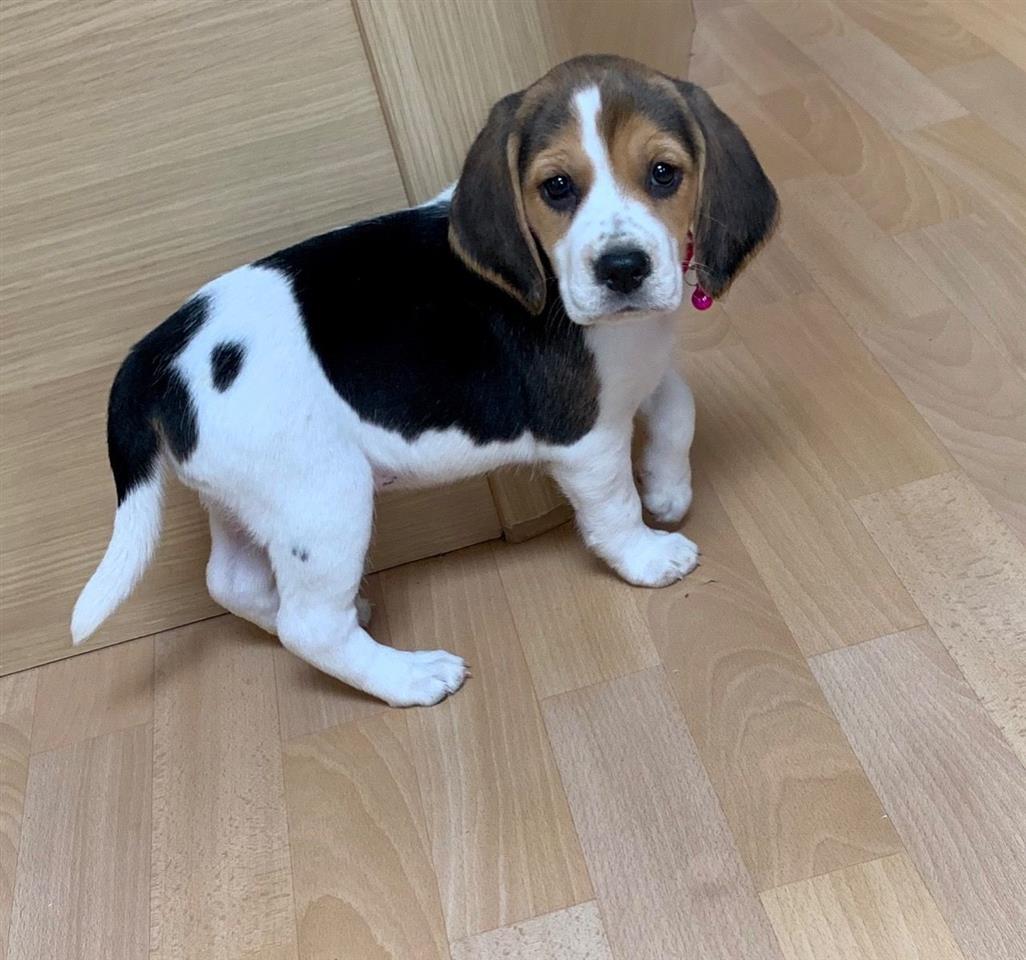 Štene-beagle