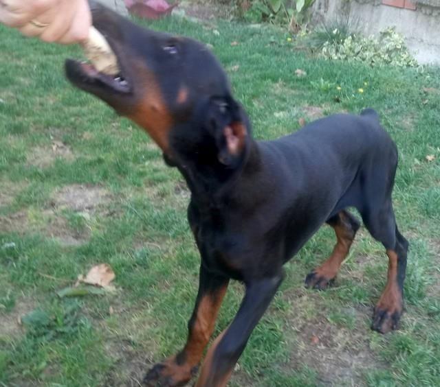 Doberman-stenci