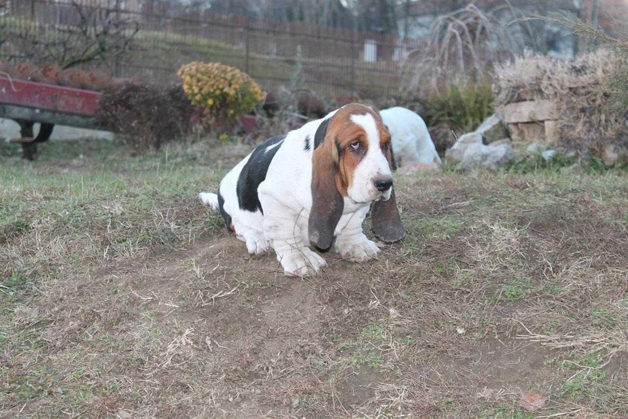 Basset-Hound---baset-
