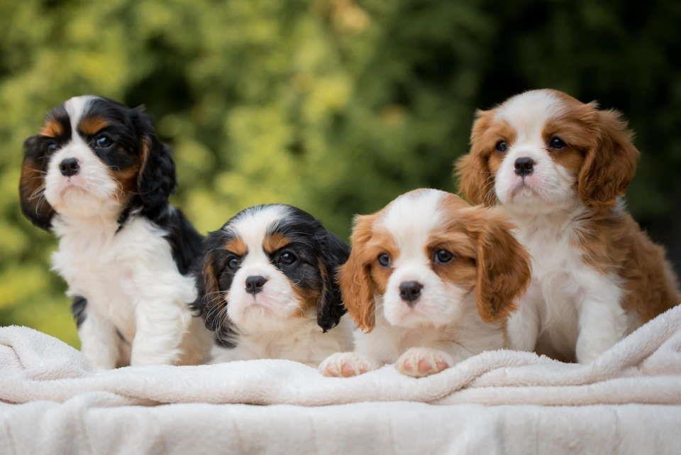 CAVALIER-KING-CHARLES--spaniel-štenci--