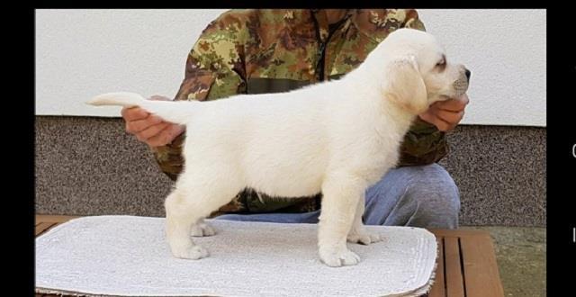 Top-leglo-labrador-retrivera
