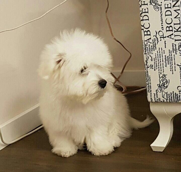 Coton-de-Tulear