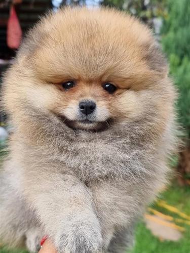 Pomeranski spic