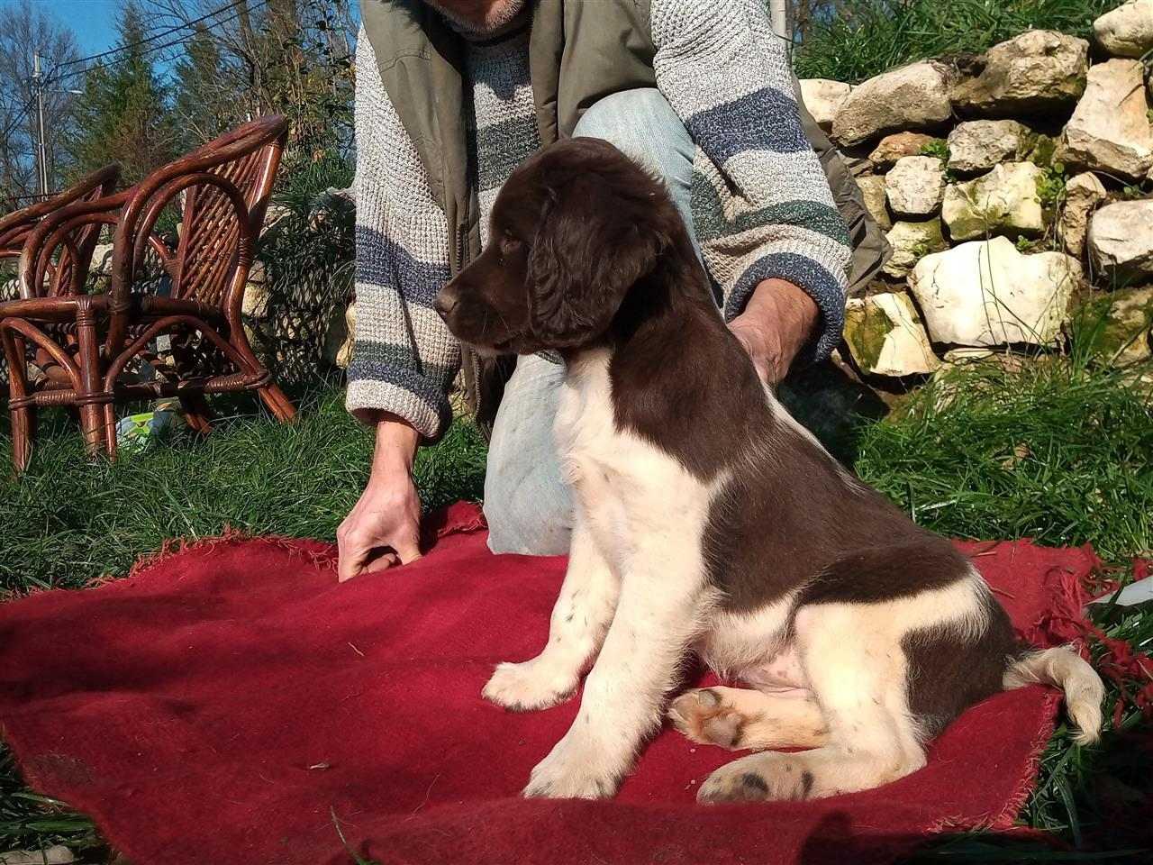 Mali-minsterlender--štenci-