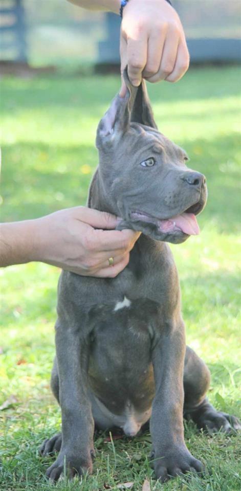 Cane-Corso-štenci-