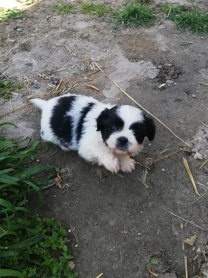 Ši-cu
