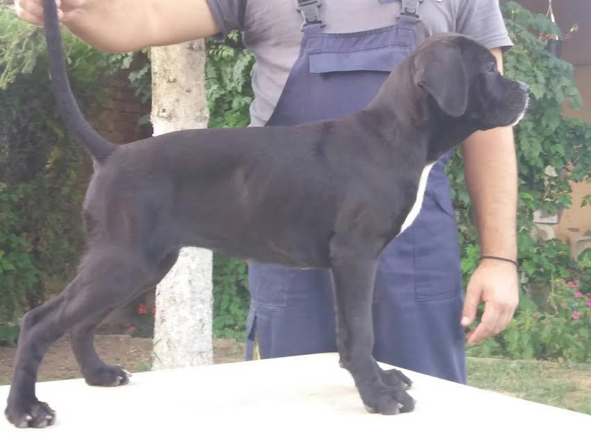 Cane-corso-stenci