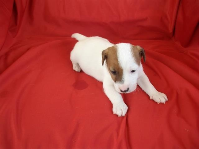 Jack Russel terrier