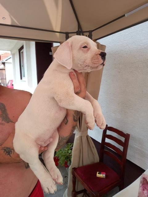 Dogo-Argentino--štenci