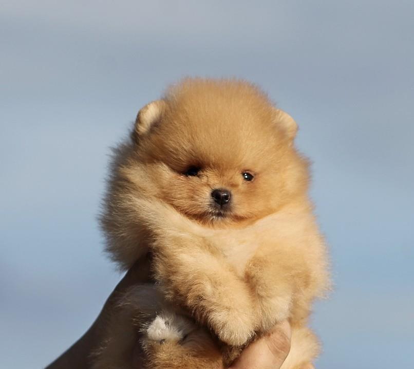 Pomeranski-spic