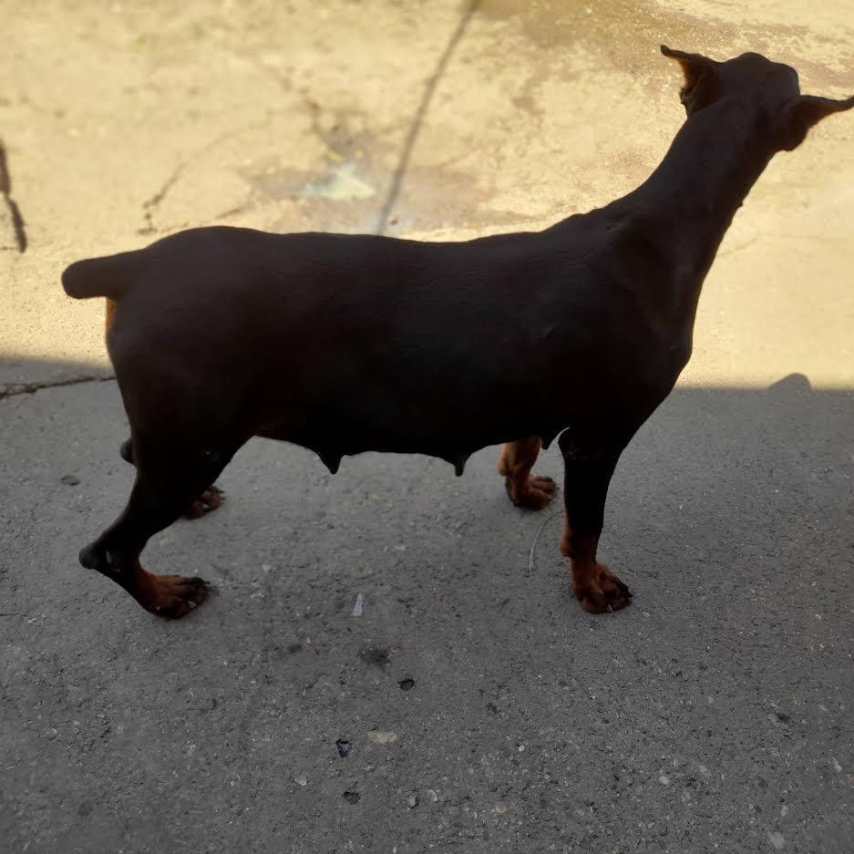 Doberman-štenci