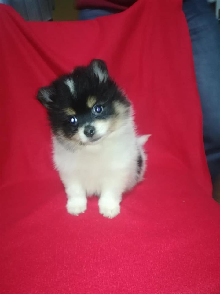 Pomeranski-špic