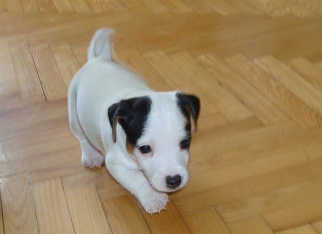 Jack-Russell-terrier