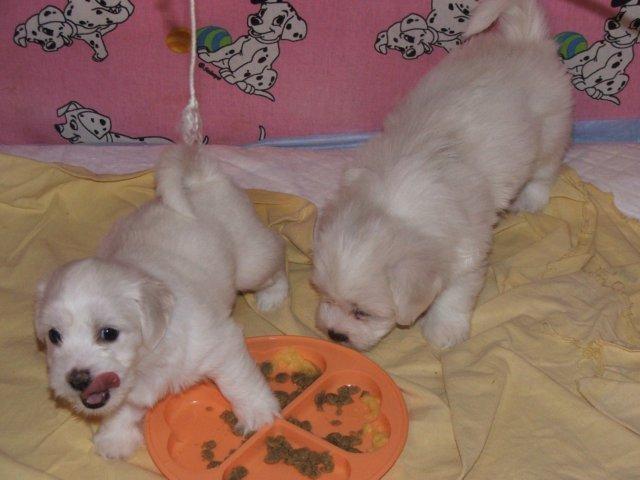 Coton-de-tulear-