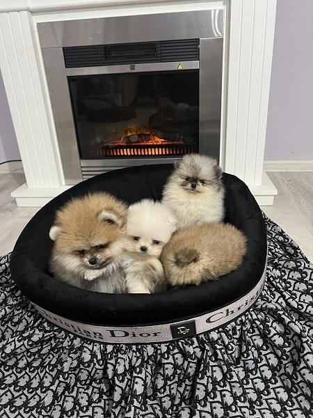 Pomeranac--štenci-
