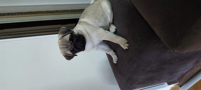 Mops stene