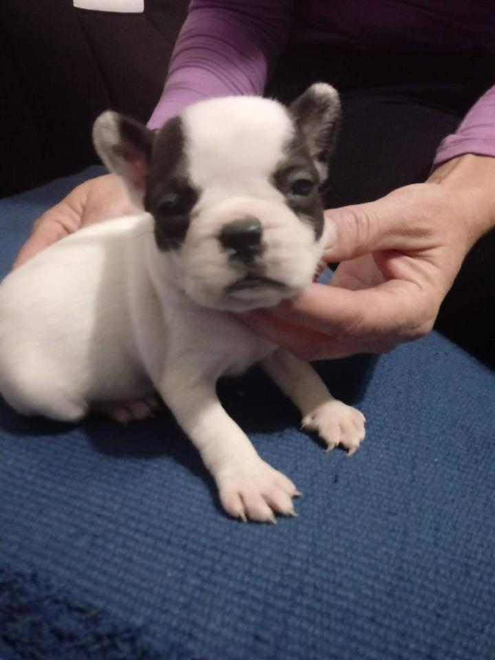 Francuski-buldog-stenad