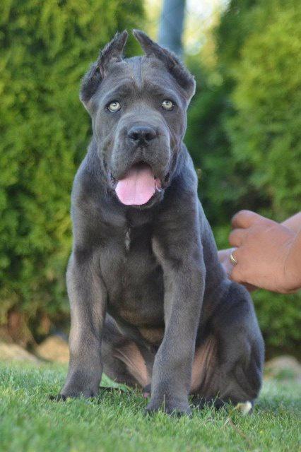 Cane-Corso--vrhunski-štenci