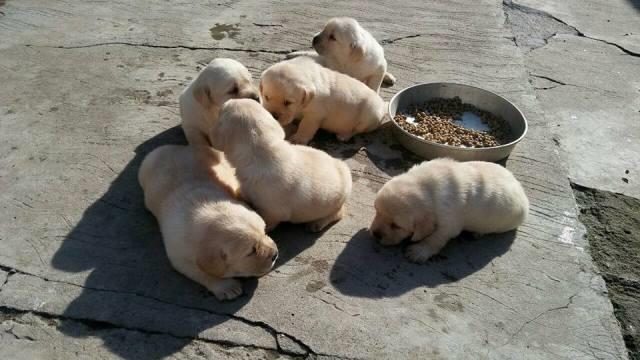 Labrador, stenci