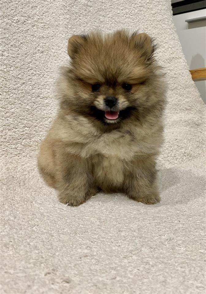 Pomeranac-Boo-