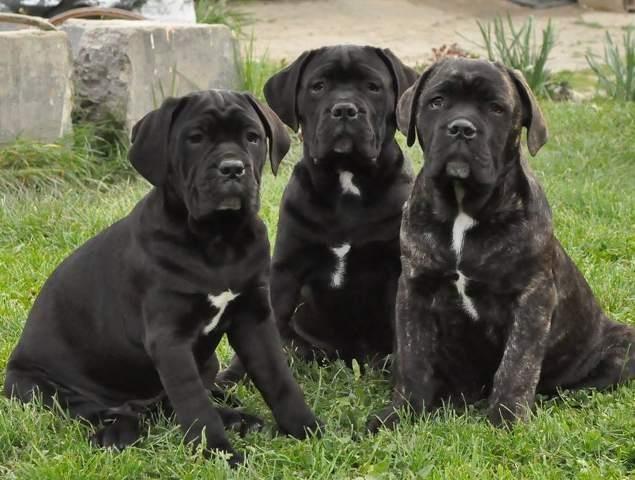 Cane-Corso-stenci---izlozbenog-kvaliteta
