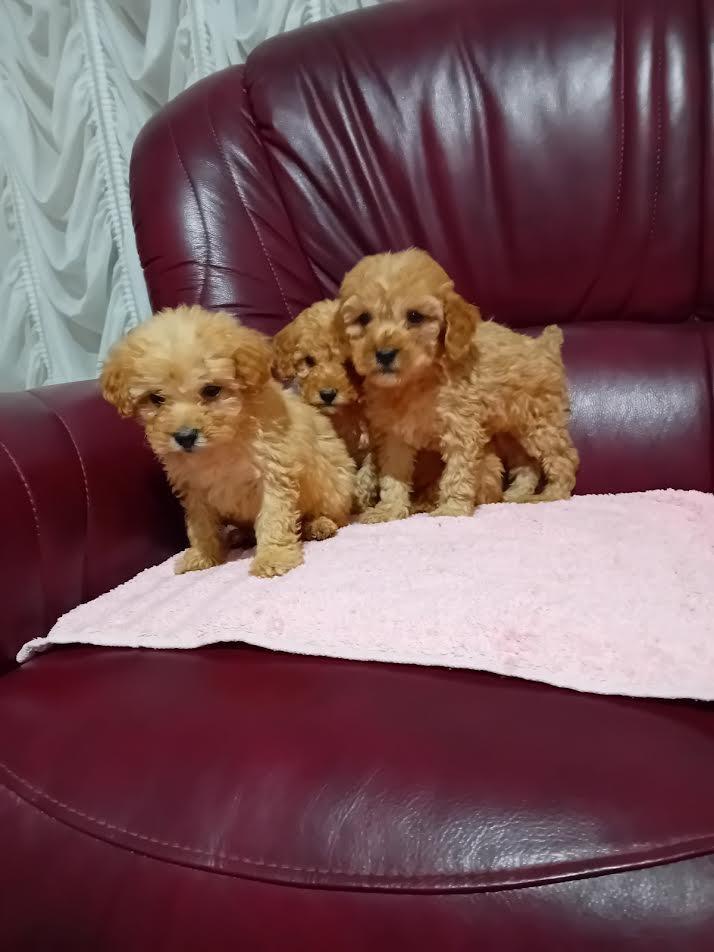 Maltipoo-stenci