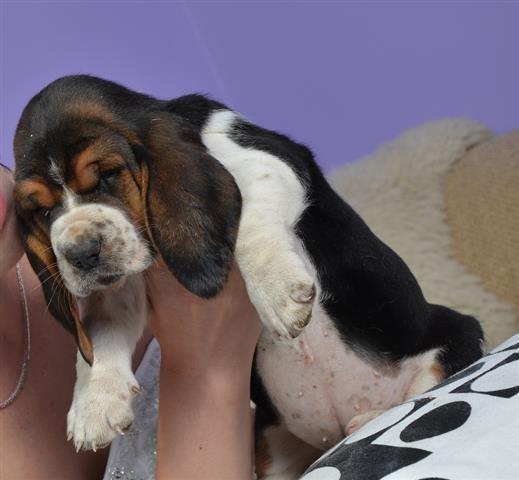 Basset-Hound---baset-stenad