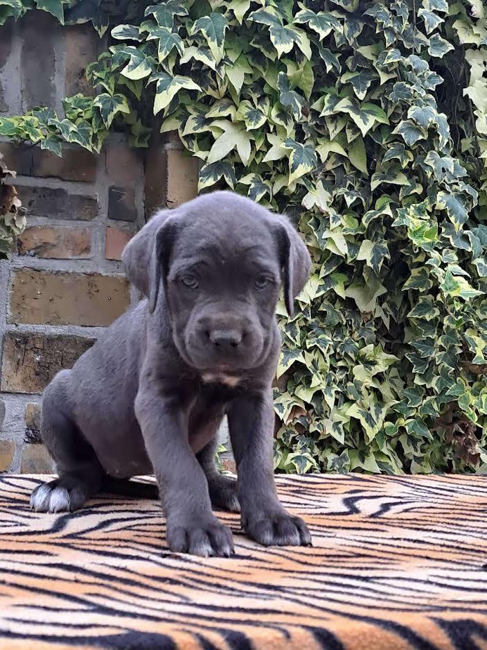 Cane-corso-
