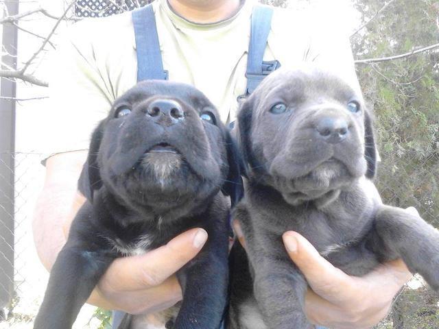 Cane-Corso---vrhunskog-porekla