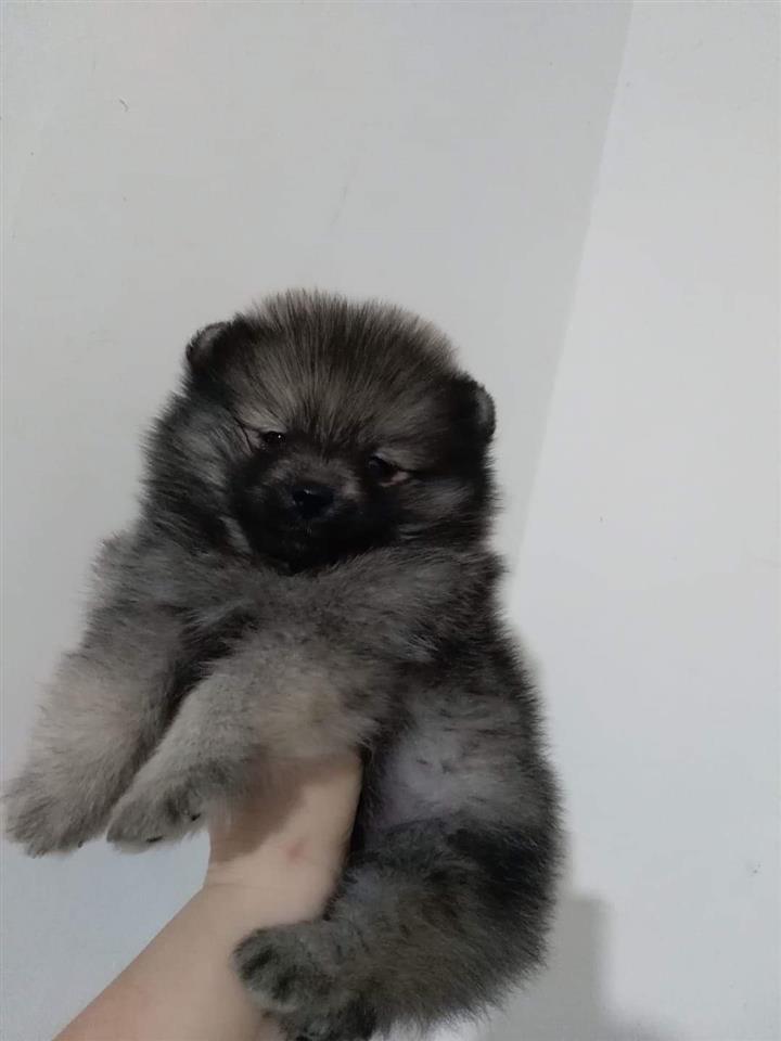 Pomeranski-špic-