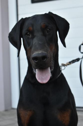 Doberman mlad pas za parenje