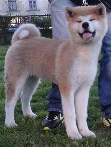 Akita-inu-prelepi-stenci