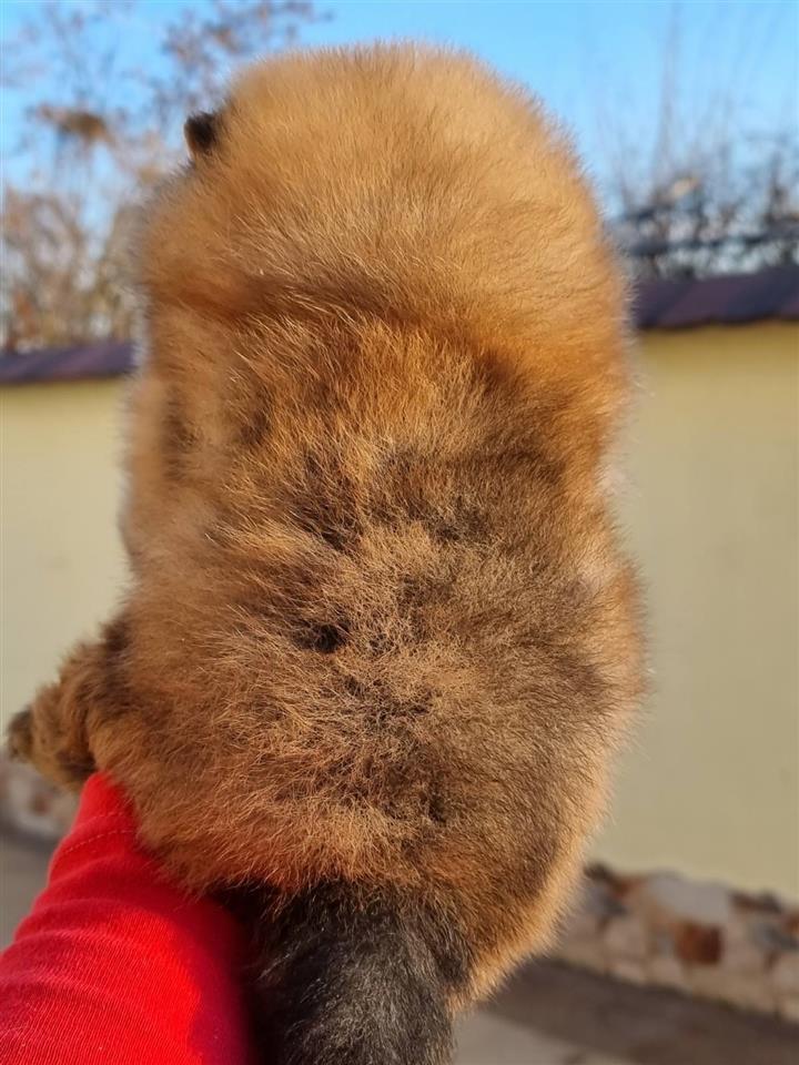 Pomeranac-boo