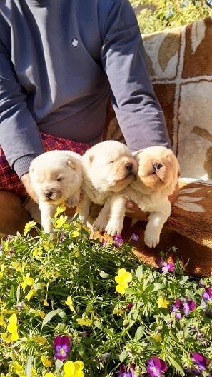 Chow-chow-cau-cau-stenad