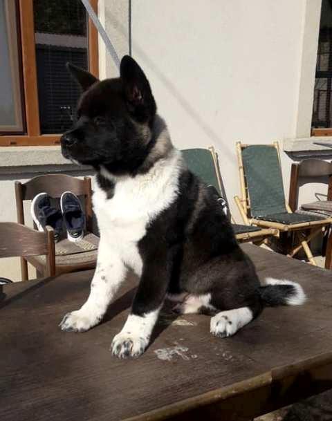Američka-Akita--štenci-