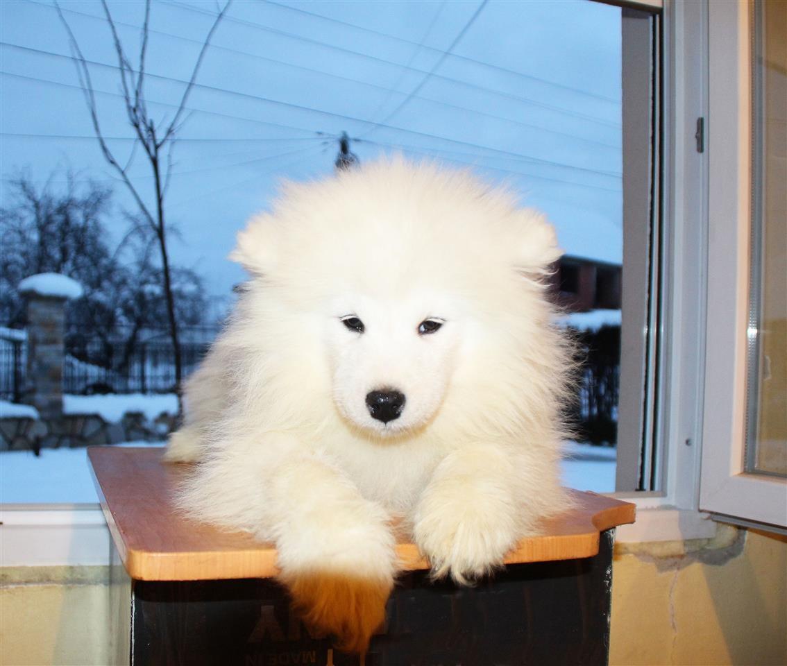 Samojed-štenci