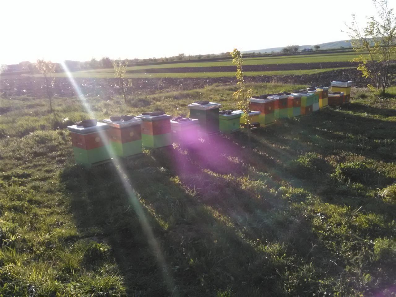 Livadski-med