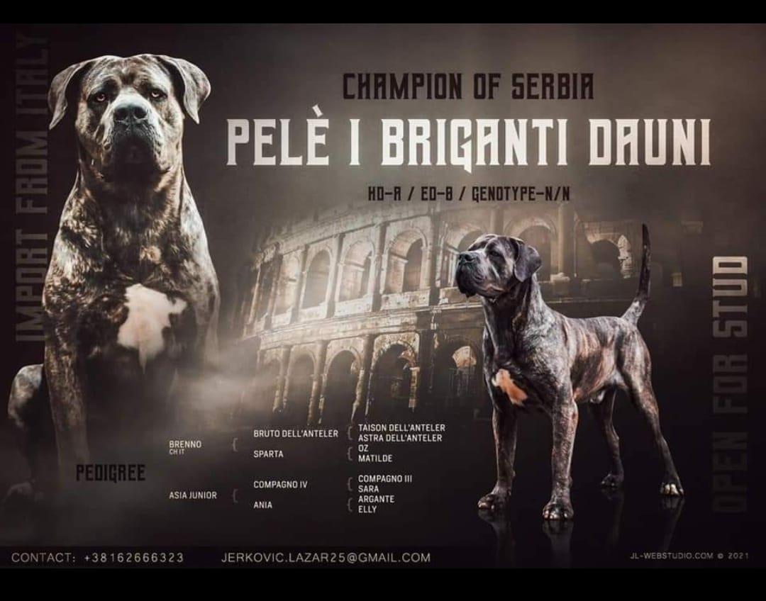 Prodaja-stenaca-Cane-Corso