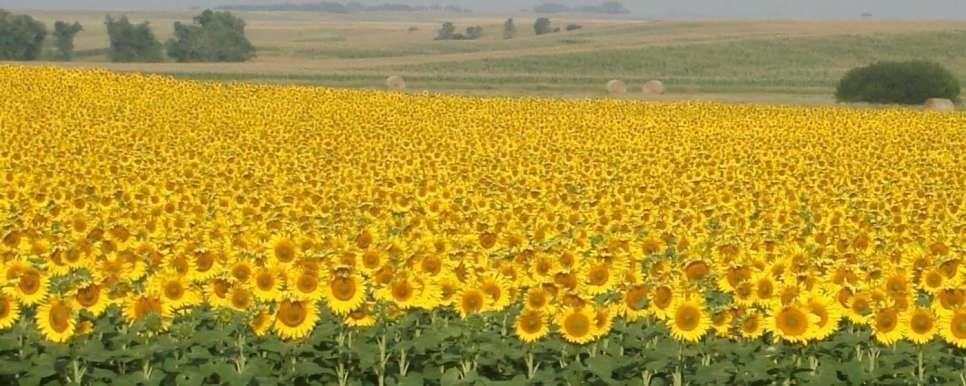 Suncokret-NS-GRICKO