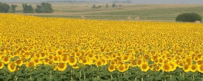 Suncokret NS GRICKO