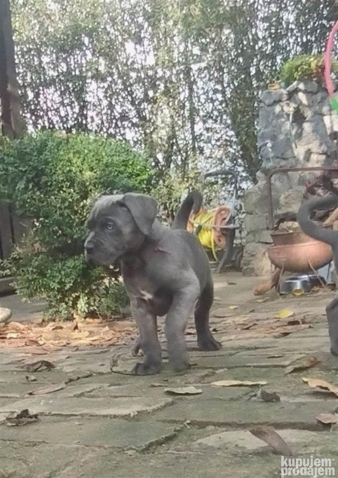 Cane-Corso-štenci