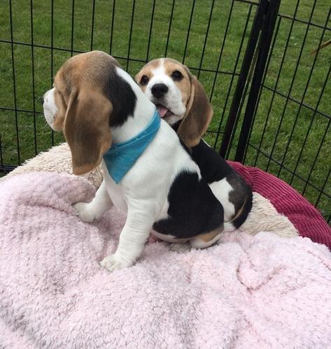 Simpatični Beagle štenad na prodaju