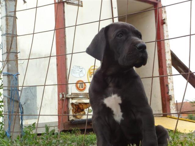 Nemacka doga