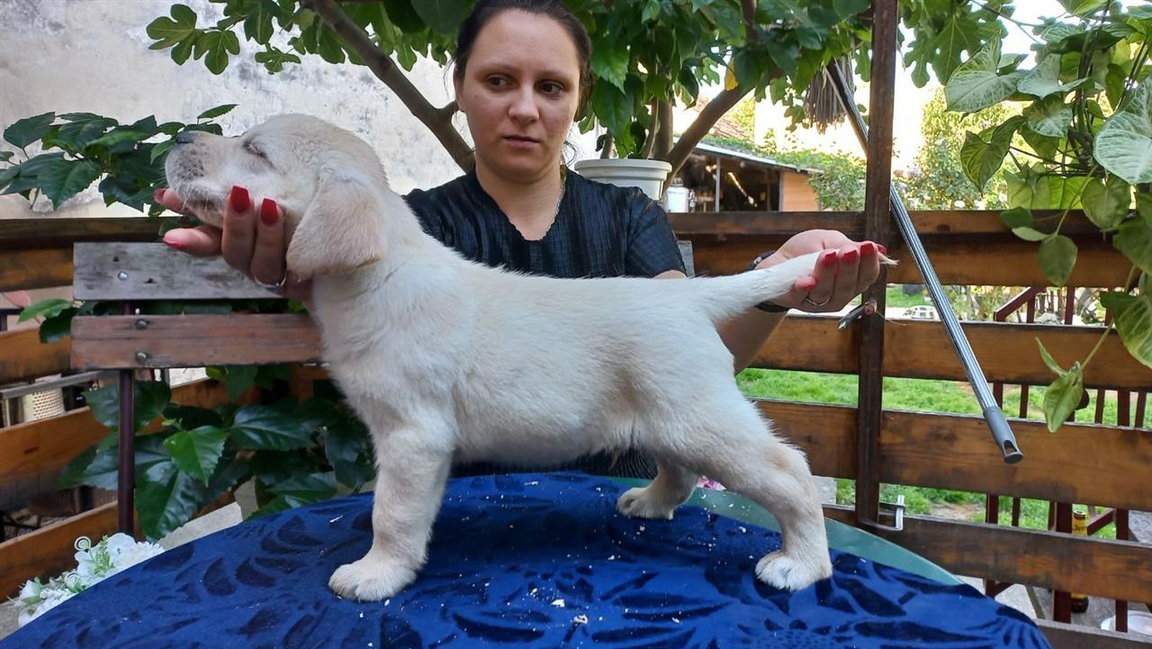 Štenci-labradora-
