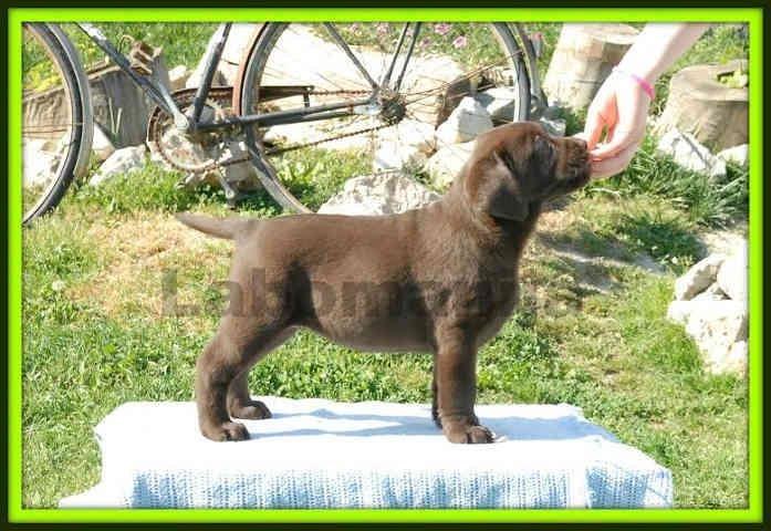 Labrador-retriver--2-vrhunska-legla