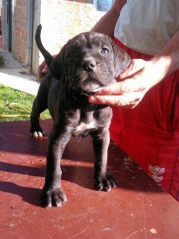 Stenci Cane Corso