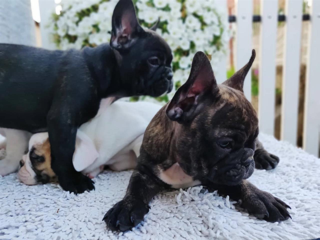 Francuski-buldog-štenci-na-prodaju